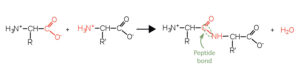 Peptide Bonds