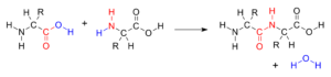 Peptide