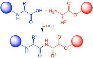 peptide synthesis